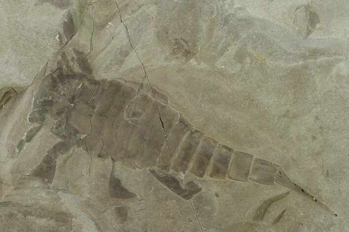 Eurypterus (Sea Scorpion) Fossil - New York #131492